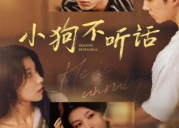 【小狗不听话】70集免费短剧全集随心观看