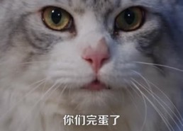 【别惹那只猫，她刚从仙界回来】97集短剧完整版在线看