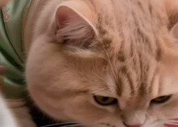 【喵仪天下 第一季】免费20集短剧在线全集览