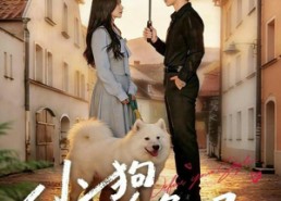 【小狗不会冬眠】70集短剧全集免费看不停