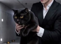 【捡只黑猫送千金】50集短剧全集免费畅快观看