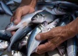 【觉醒海洋之眼，大海都是我宝库】75集短剧资源在线观看