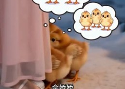 【娇娇家养百兽之招财鸡穿越记】60集短剧全集畅快在线观看