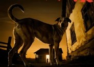 【狗债】33集免费短剧全集随心看