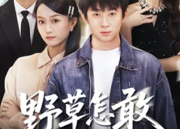 【野草怎敢沐春风】61集短剧免费全集畅享看