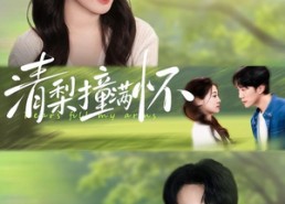 【清梨撞满怀】77集短剧全集免费看无广告