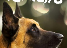 【忠犬飞虎】33集免费短剧在线畅快看