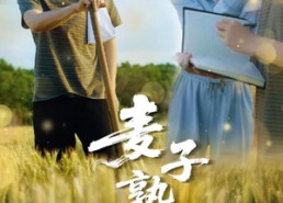 【麦子熟了】52集短剧全集免费在线观赏