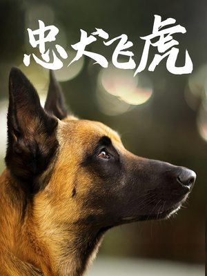 忠犬飞虎（33集）最热短剧推荐