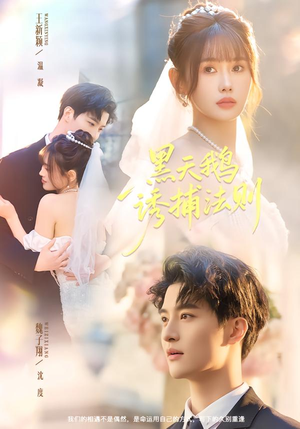 黑天鹅诱捕法册（80集）全部免费看全集