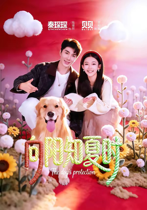 向阳知夏时（80集）热播短剧追不停