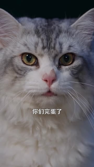 别惹那只猫，她刚从仙界回来（97集）一共多少集